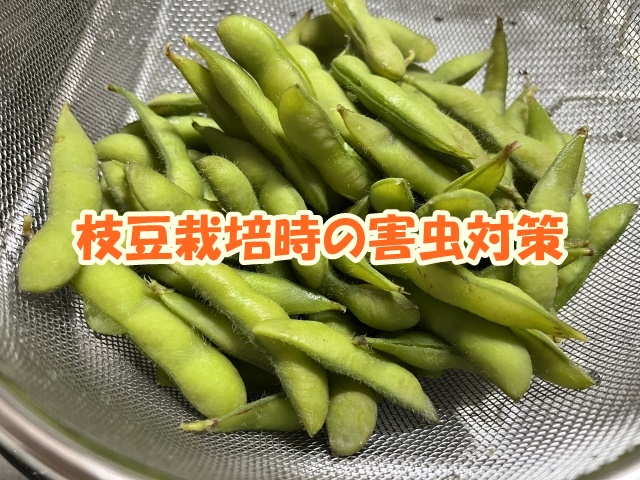 枝豆栽培時の害虫対策